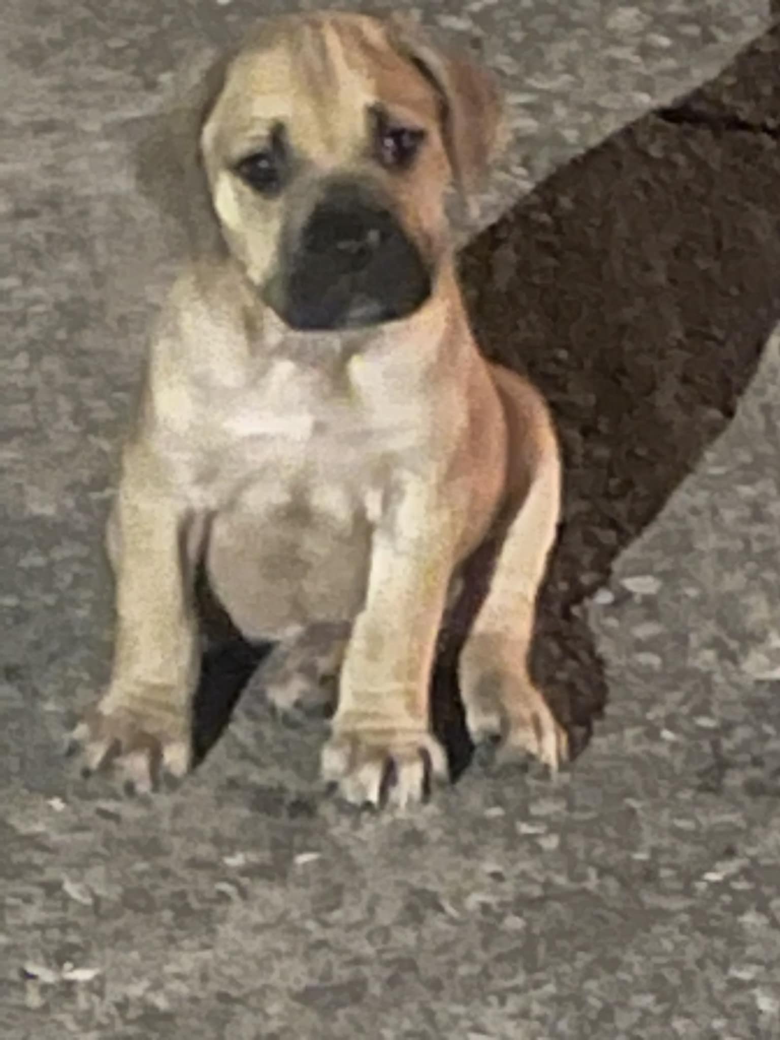Baby Kane