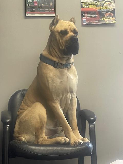 Kane the Boss